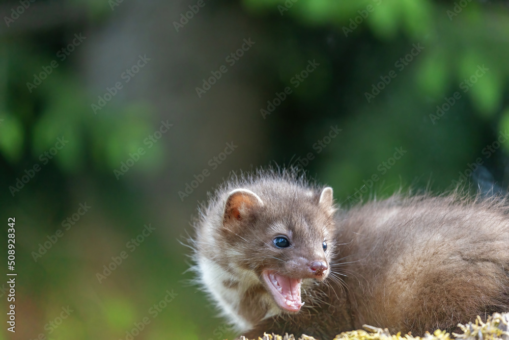 Smiling cute young marten is posing with open mouth outdoors. Smiling cute young marten is posing with open mouth outdoors.