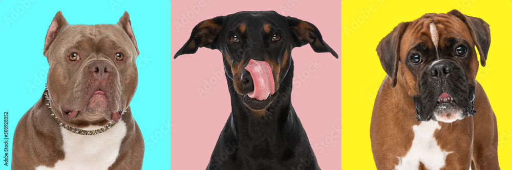 cute dobermann puppy licking nose and american bully and boxer waiting for their food