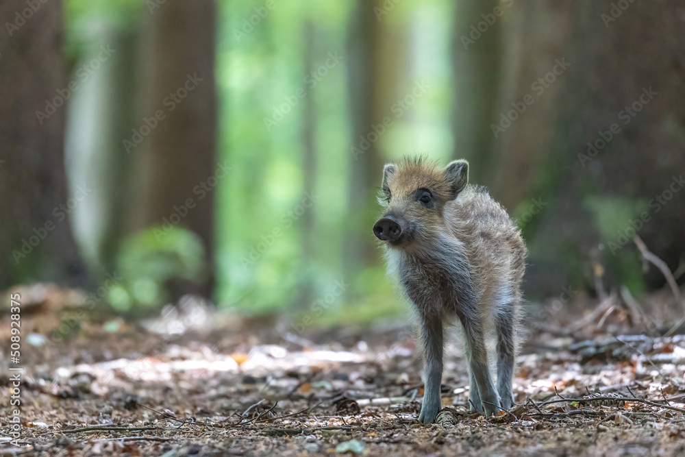 Fototapeta premium Young wild boar is posing in the forest. Horizontally. 