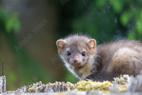 Cute young marten is looking at the camera outdoors