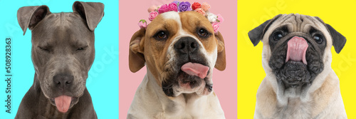 Canvas Print three rude and impolite dogs sticking out their tongues