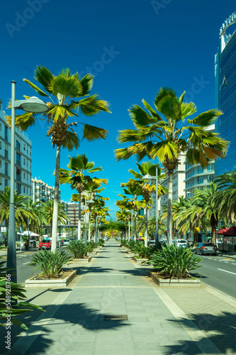 santa cruz tenerife palm trees in the city