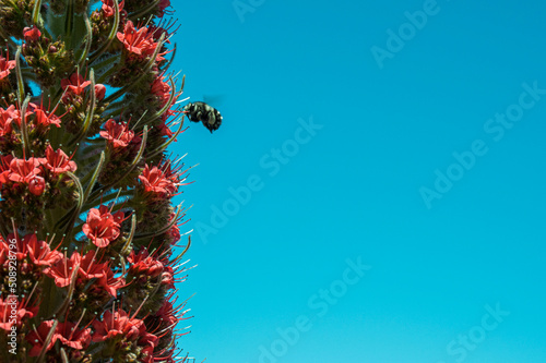 echium wildpretii in teide national park tenerife with bee photo