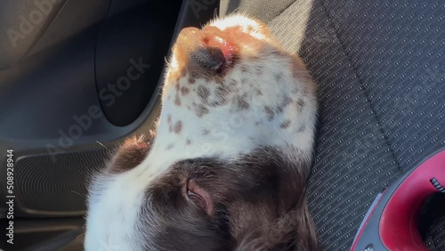 The dog of the English Springer Spaniel breed laid his head on the seat in the car, a sad look. A trip to the veterinary clinic