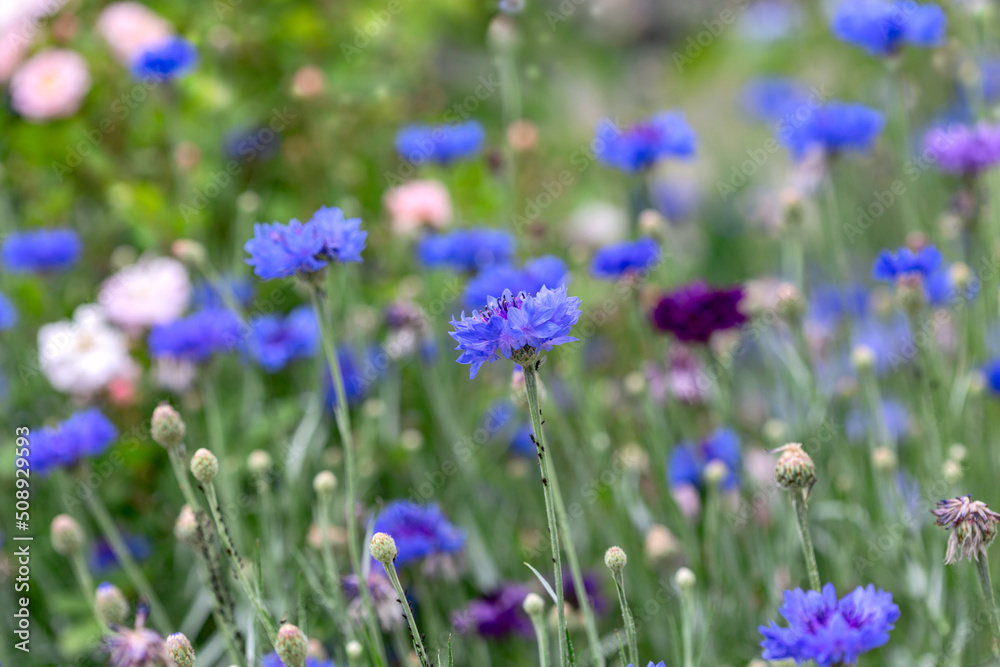 Blooming Cornflowers (Centaurea cyanus).