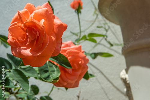 Flowers of a rose bush in a Mediterranean garden photo