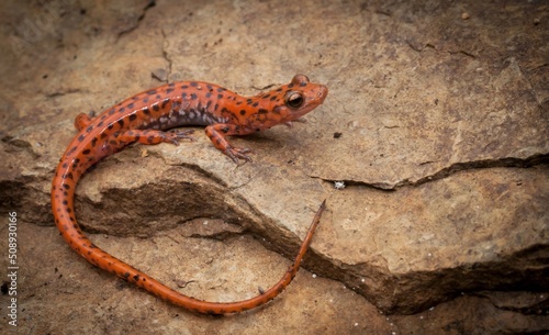 Bright orange Cave salamander macro portrait on rock  photo