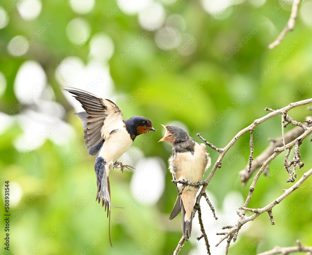 Fototapeta premium golondrina dado alimentos a su cria