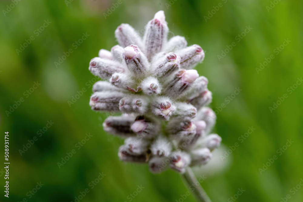 white flowers of Lavandula angustifolia white flowers of Lavandula angustifolia