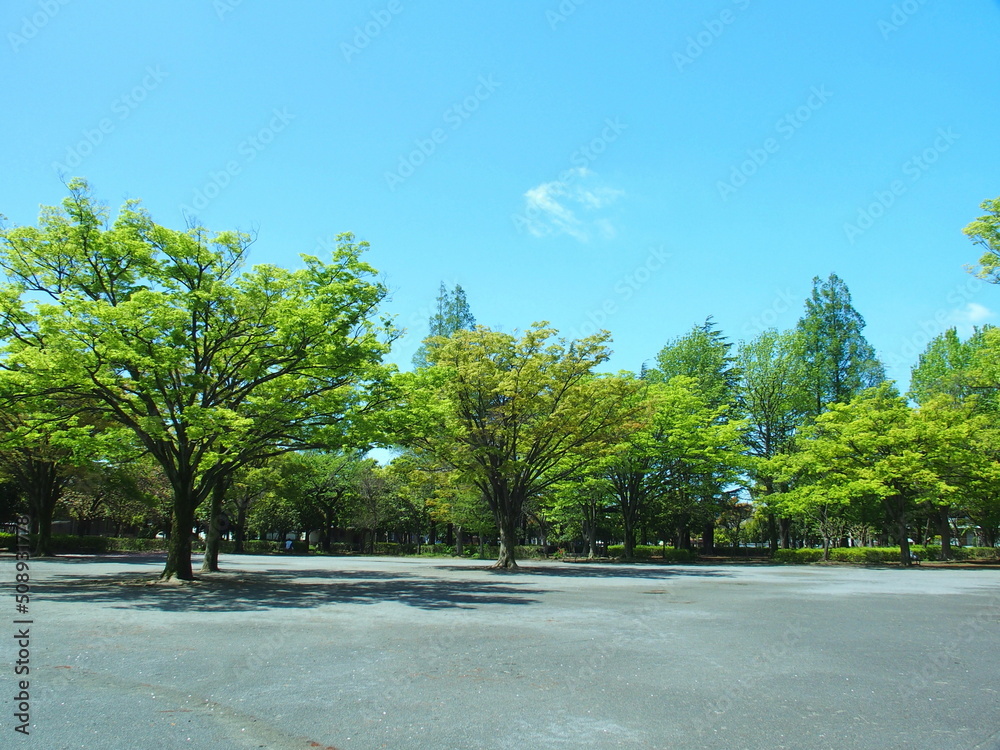 雨の翌朝の新緑の公園風景 雨の翌朝の新緑の公園風景