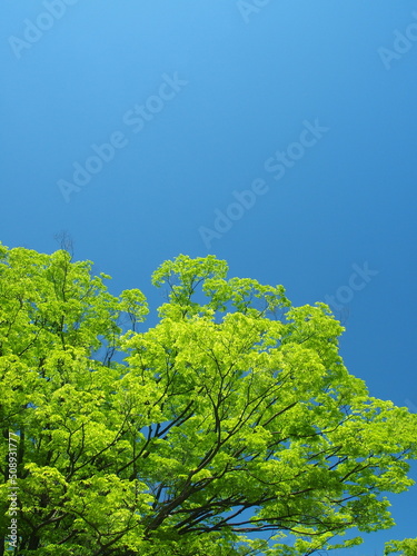 ４月の朝の新緑の欅と青空