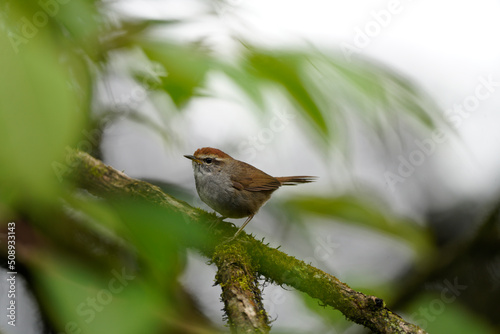 Canvas Print Gray-sided Bush Warbler perched