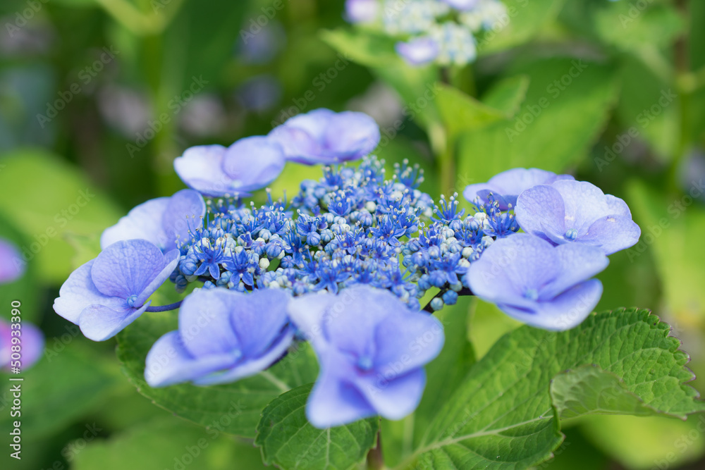 Pretty hydrangea flowers photographed outdoors. Pretty hydrangea flowers photographed outdoors.