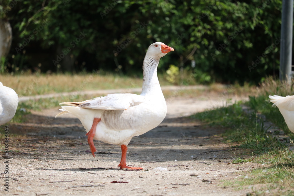 Goose lifting leg Goose lifting leg