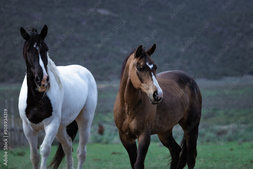 Herd of Colorado ranch horses being rounded up to move to summer pastures.