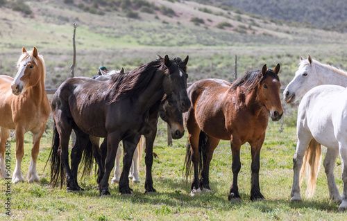 Herd of Colorado ranch horses being rounded up to move to summer pastures. © christy