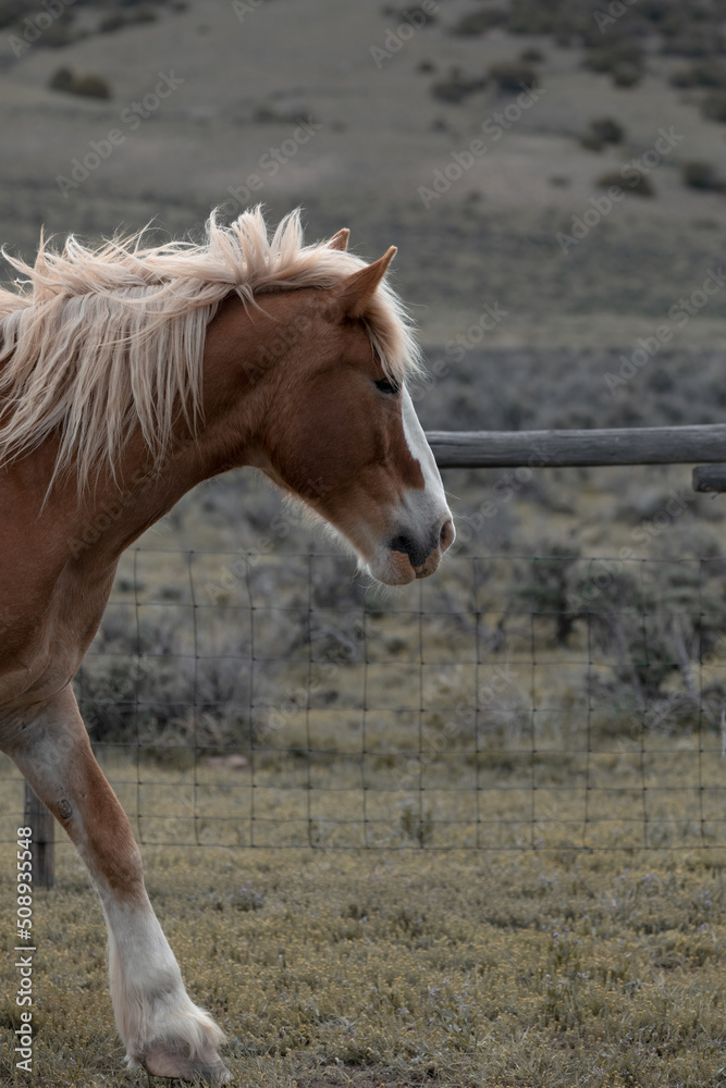 Fototapeta premium Herd of Colorado ranch horses being rounded up to move to summer pastures.