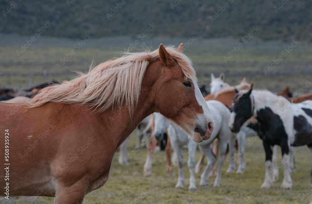 Herd of western ranch horses in the spring. Herd of western ranch horses in the spring.
