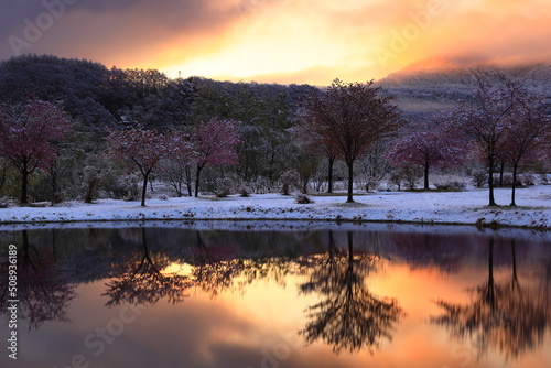 岩手県西和賀町 満開の桜と雪景色 © yspbqh14