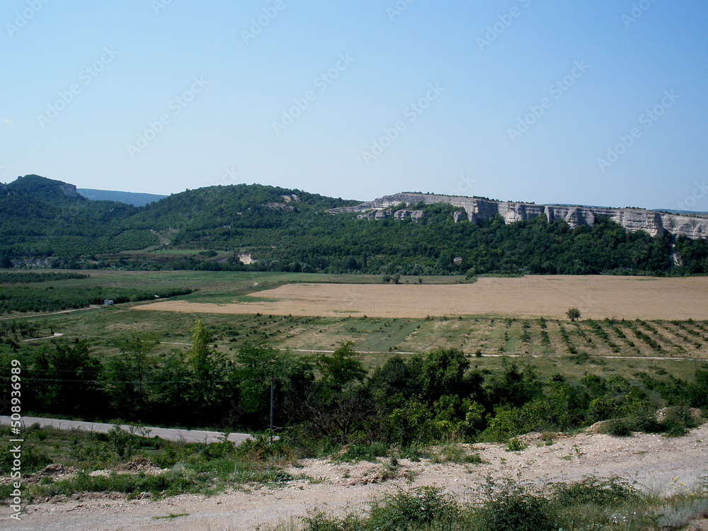 Fototapeta premium vineyard