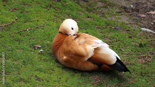  Tadorna ferruginea, casarca comune o casarca ferruginea photo