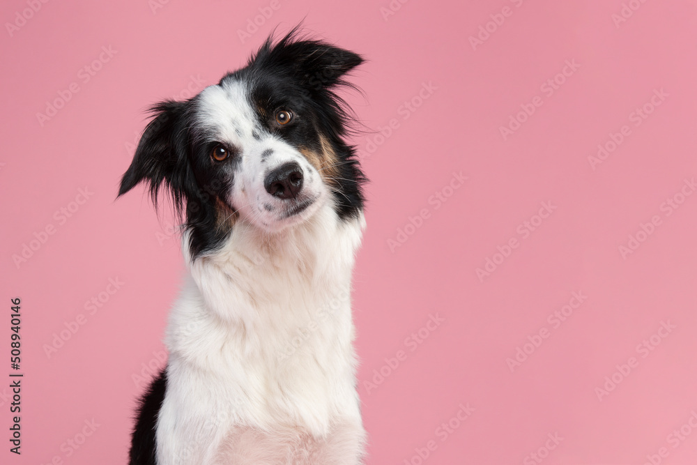 Portrait of border collie looking in a camera on a pink background