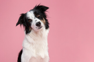 Portrait of border collie looking in a camera on a pink background