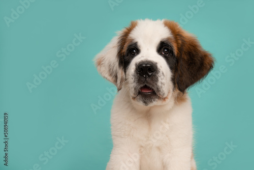 Portrait of a Saint Bernard puppy dog  with space for copy on a blue background photo