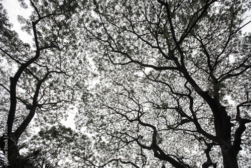 Black and white Ant's eyes view beautiful top of the big tree branches, stems and leaves