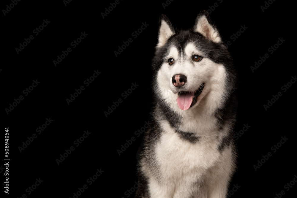 Portrait of a siberain husky dog on a black background looking away Portrait of a siberain husky dog on a black background looking away