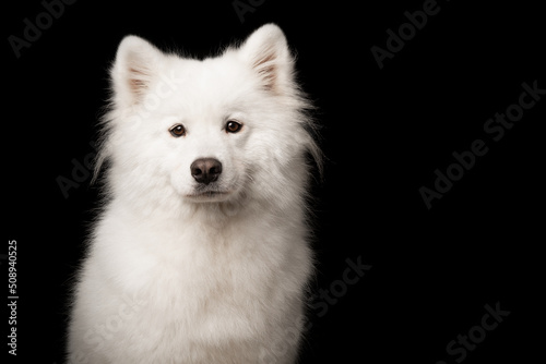 Portrait of a samoyed dog looking at the camera on a black background photo