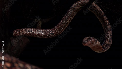 3D rendering cobra snake slither on big tree with tongue movement close up include alpha path. photo