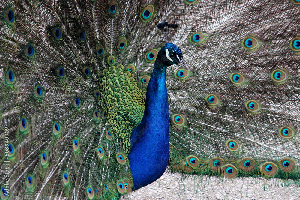 Fototapeta premium Der Blaue Pfau (Pavo cristatus)