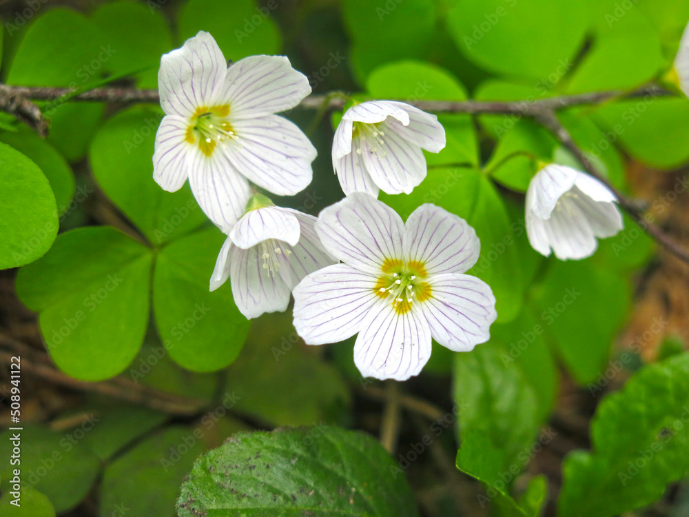 forest sour (Oxalis acetosella, hare cabbage, cuckoo clover) blooms in May in the forest with white flowers forest sour (Oxalis acetosella, hare cabbage, cuckoo clover) blooms in May in the forest with white flowers