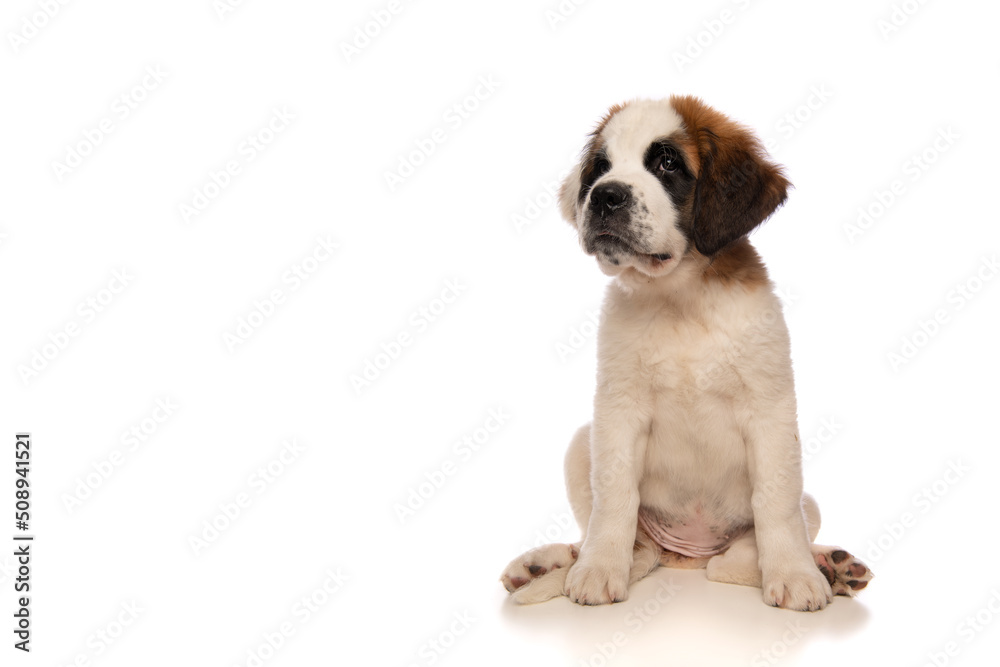 Cute Saint Bernard puppy dog looking away sitting down on an isolated white background