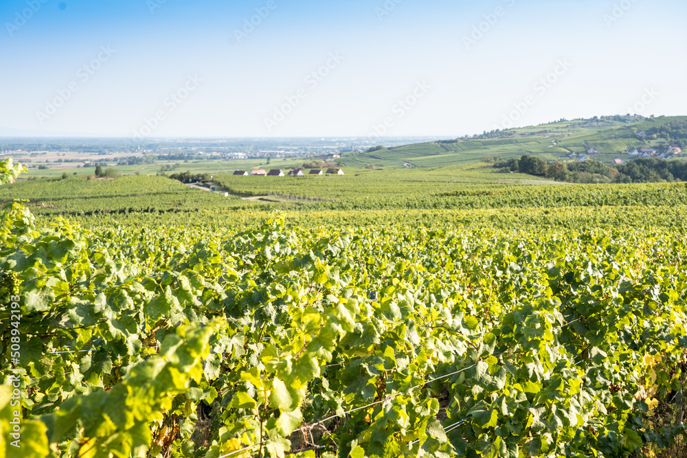 Vineyard in Alsace, France