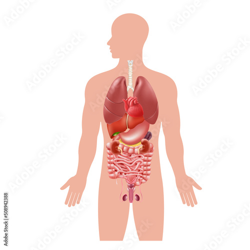 Human body internal organs. Stomach and lungs, kidneys and heart, brain and liver. Medical anatomy vector infographics. Realistic 3d illustration, isolated on white background
