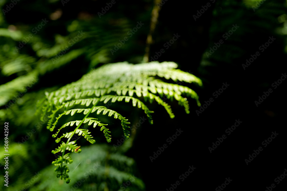 Shallow focus of the tip of a young wild fern seen growing in a glade within a large forest. The delicate leaves are evident in this full frame picture.