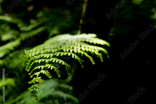 Shallow focus of the tip of a young wild fern seen growing in a glade within a large forest. The delicate leaves are evident in this full frame picture. © Nick Beer