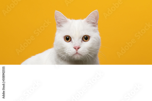 White cat looking over a white border on a yellow background with space for copy