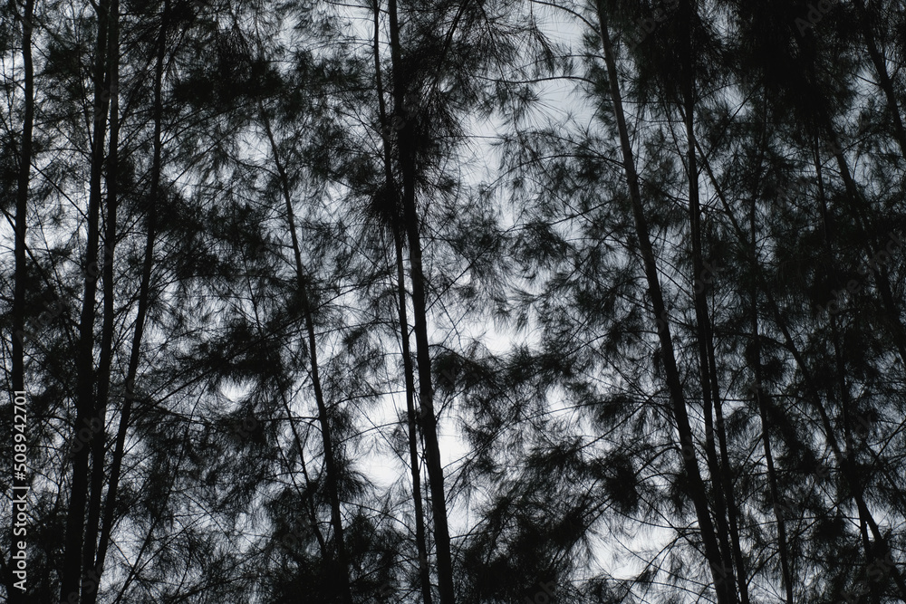 Naklejka premium silhouette of pine trees, nature background