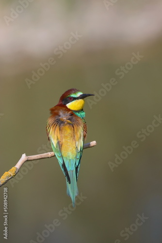 Merops apiaster on a branch