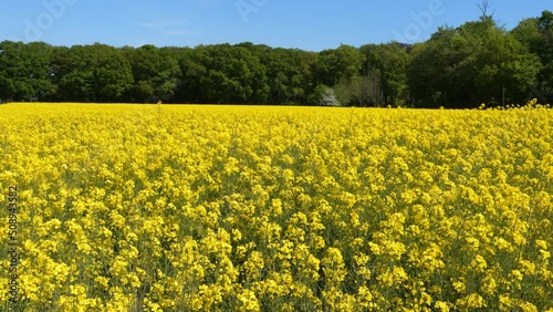 Slider shot of yellow rapeseed (Brassica napus) flowers in spring..  - Green energy, oil industry (bio-oil) and honey plants.