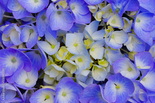 Fototapeta Naklejka Na Ścianę i Meble -  アップで青い紫陽花