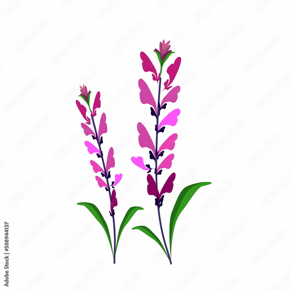 Beautiful Flower, Illustration of Pink Sage Flowers or Salvia Sclarea Flower with Green Leaves Isolated on White Background.
