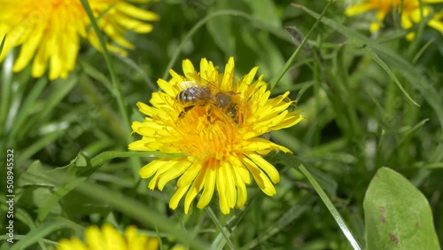 Wallpaper Mural Green meadow. Yellow dandelion flowers on a background of green young grass. Bees fly in flowers. Torontodigital.ca