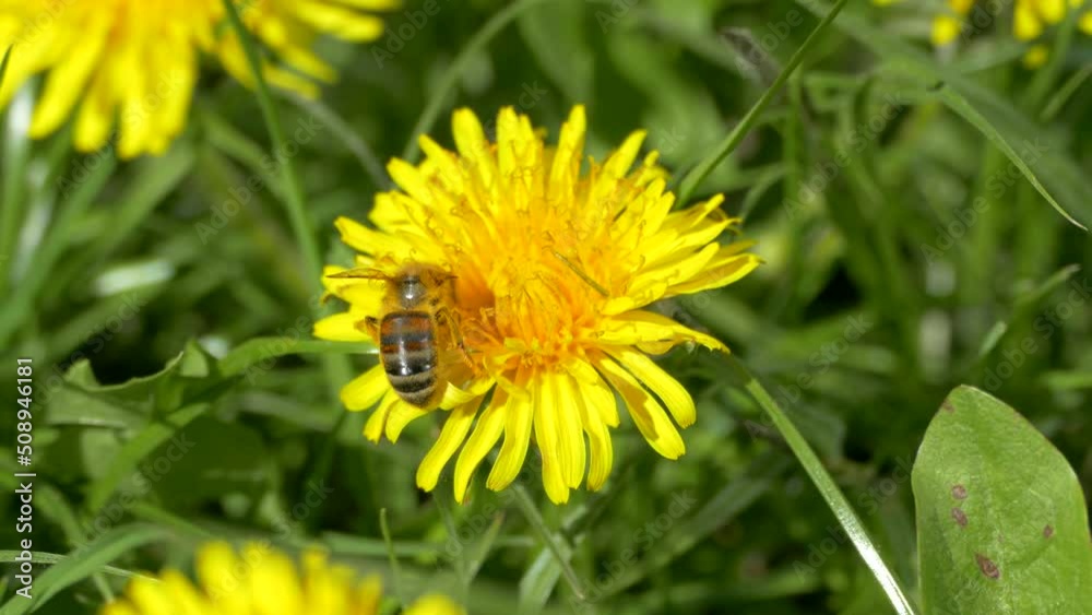 Green meadow. Yellow dandelion flowers on a background of green young grass. Bees fly in flowers. Green meadow. Yellow dandelion flowers on a background of green young grass. Bees fly in flowers.