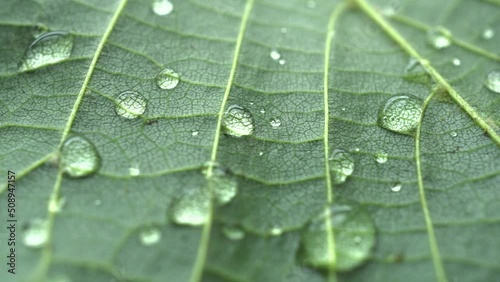 Macro Rotation Leaf Texture With Raindrops photo