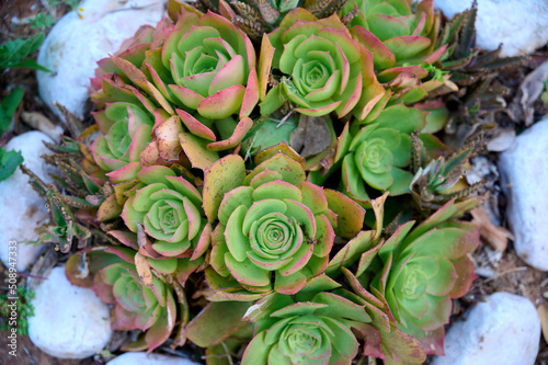 Aeonium arboreum, tree aeonium tree houseleek or Irish rose standing in front of sunny wall. photo