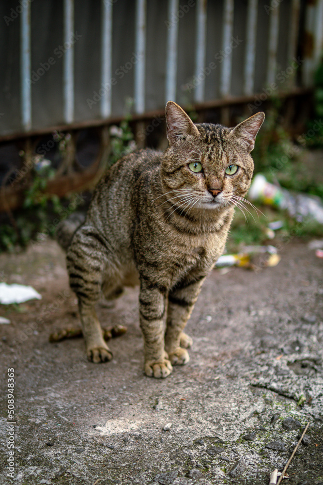 Obraz premium pooping stray cat